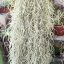 Tillandsia Usneoides Grob Silber/XL