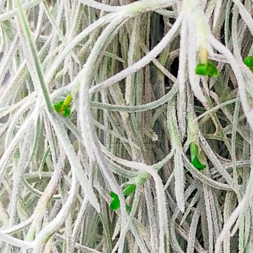 Tillandsia Usneoides Grob Silber/XL