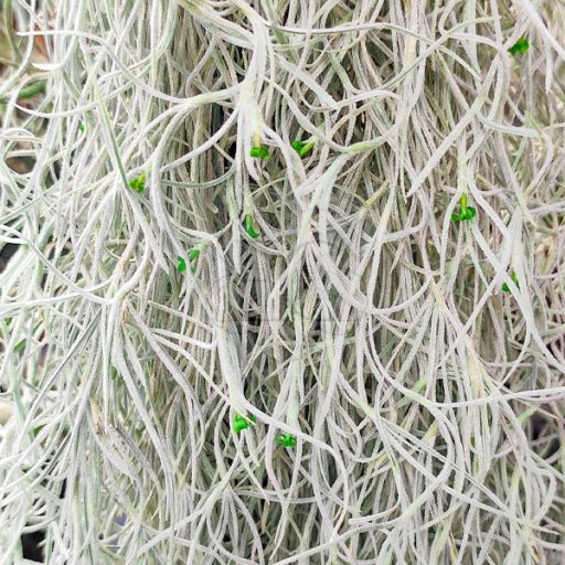 Tillandsia Usneoides Grob Silber/XL