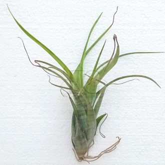 Tillandsia Flexuosa var. Suriname