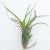 Tillandsia Flexuosa var. Suriname