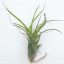 Tillandsia Flexuosa var. Suriname