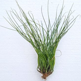 Tillandsia Moscosoi