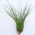 Tillandsia Moscosoi