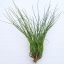 Tillandsia Moscosoi