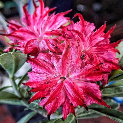 Adenium obesum "Lion Heart" (S-27)