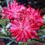 Adenium obesum "Lion Heart" (S-27)