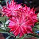 Adenium obesum "Lion Heart" (S-27)