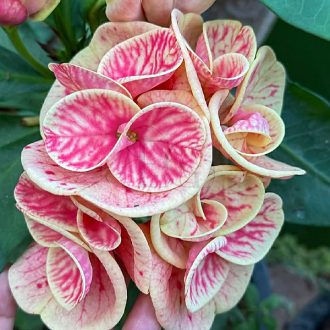 Euphorbia milii "Tiger" (A90)