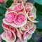 Euphorbia milii "Tiger" (A90)