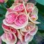 Euphorbia milii "Tiger" (A90)
