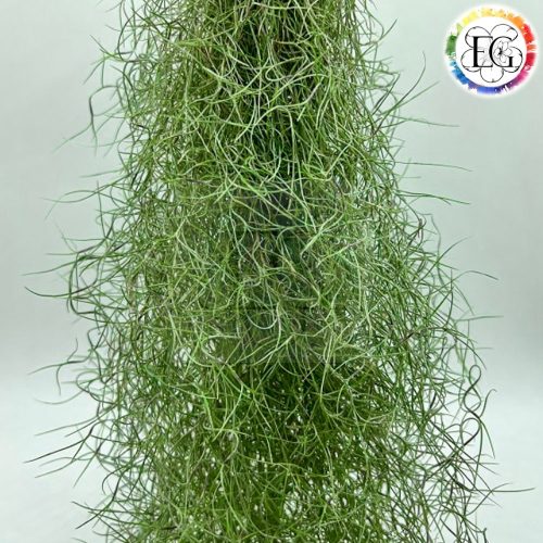 Tillandsia usneoides fein grün/Vékony zöld