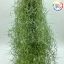 Tillandsia usneoides fein grün/Vékony zöld/S
