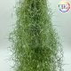 Tillandsia usneoides fein grün/Vékony zöld/S