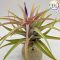 Tillandsia Capitata Peach/XXL