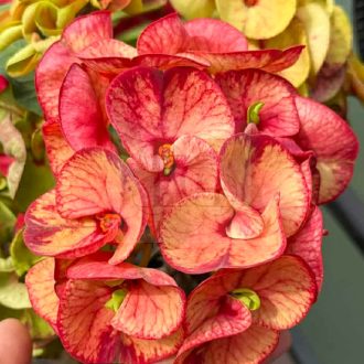 Euphorbia milii "Eng Chan" (A79)