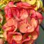 Euphorbia milii "Eng Chan" (A79)