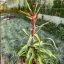 Tillandsia Streptophylla/S
