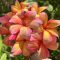 Plumeria rubra "Diana's Rainbow" magok