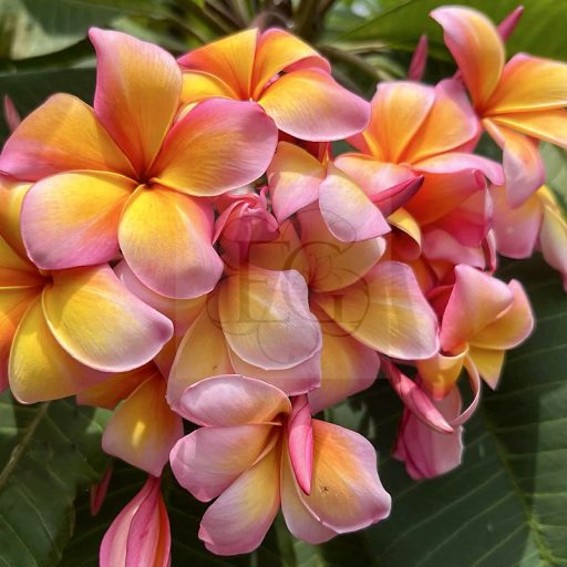 Plumeria rubra "Diana's Rainbow" magok