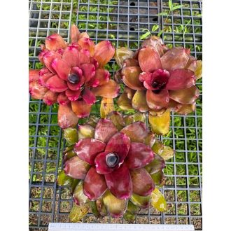 Neoregelia Hybrid Brazil Compact