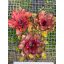 Neoregelia Hybrid Brazil Compact