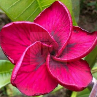 Plumeria rubra "Nui's Dragon Eyes (NUI)-Bimbós