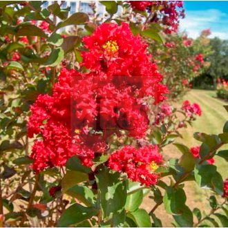 Lagerstroemia indica "Rosso"-Kínai selyemmirtusz