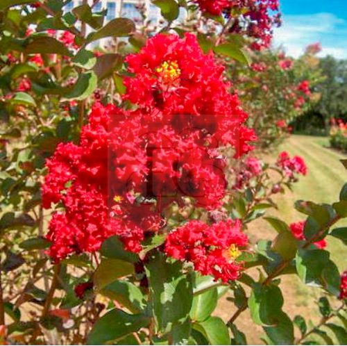 Lagerstroemia indica "Rosso"-Kínai selyemmirtusz