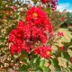 Lagerstroemia indica "Rosso"-Kínai selyemmirtusz