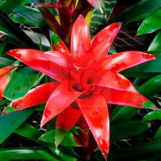 Guzmania Hope Red