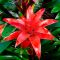 Guzmania Hope Red