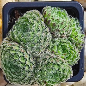 Sempervivum sp.01-Kövirózsa