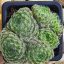 Sempervivum sp.01-Kövirózsa