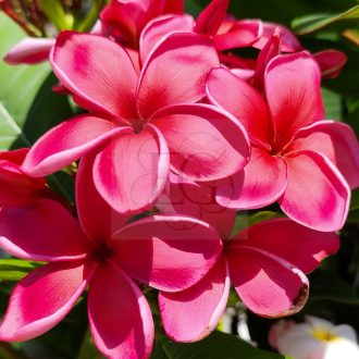 Plumeria rubra "Waxy Red" JJ