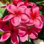 Plumeria rubra "Waxy Red" JJ