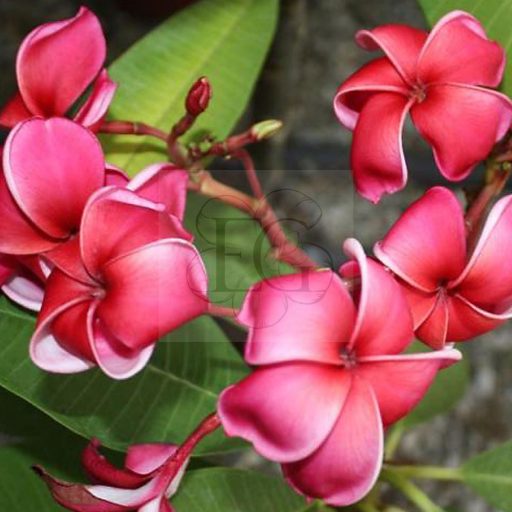 Plumeria rubra "Waxy Red" JJ
