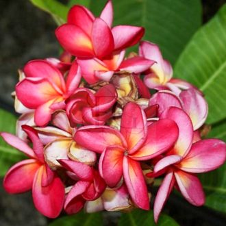 Plumeria rubra "Duke" 