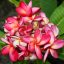 Plumeria rubra "Duke" 