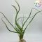 Tillandsia Wavy Wonder/L