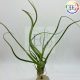 Tillandsia Wavy Wonder S