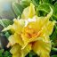 Adenium obesum (S-5249)