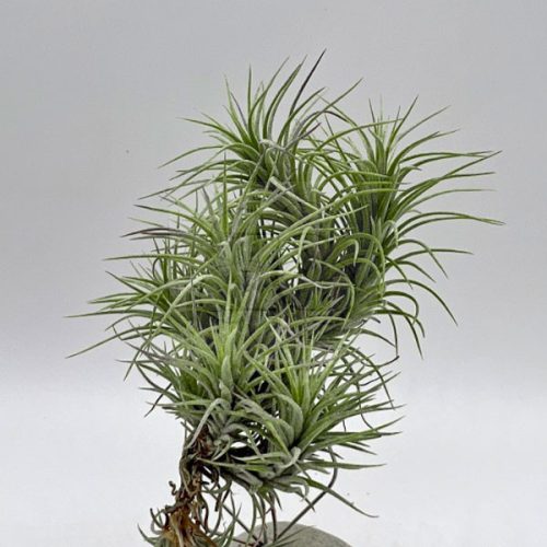 Tillandsia Funckiana Pulk