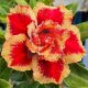 Adenium obesum (TQC10)