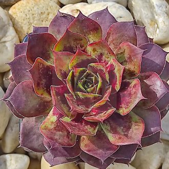 Sempervivum sp.04-Kövirózsa