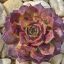Sempervivum sp.04-Kövirózsa