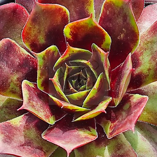 Sempervivum sp.04-Kövirózsa