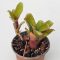 Neoregelia Mini Linda 