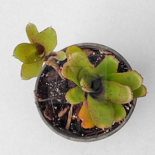 Neoregelia Mini Linda 