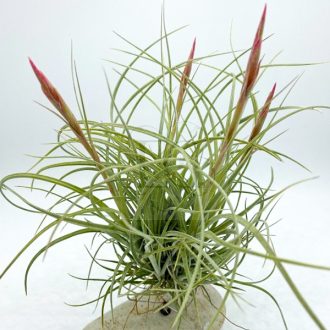 Tillandsia Rectifolia Wireball/L